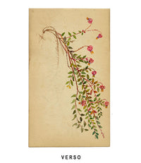 Common Gromwell Flower, Biarritz, France – Original 1883 watercolour painting