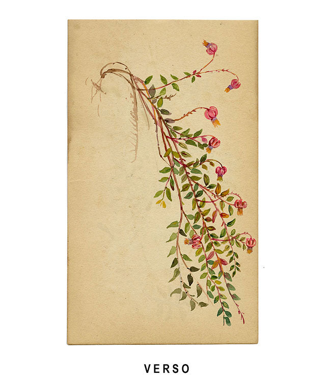 Common Gromwell Flower, Biarritz, France – Original 1883 watercolour painting