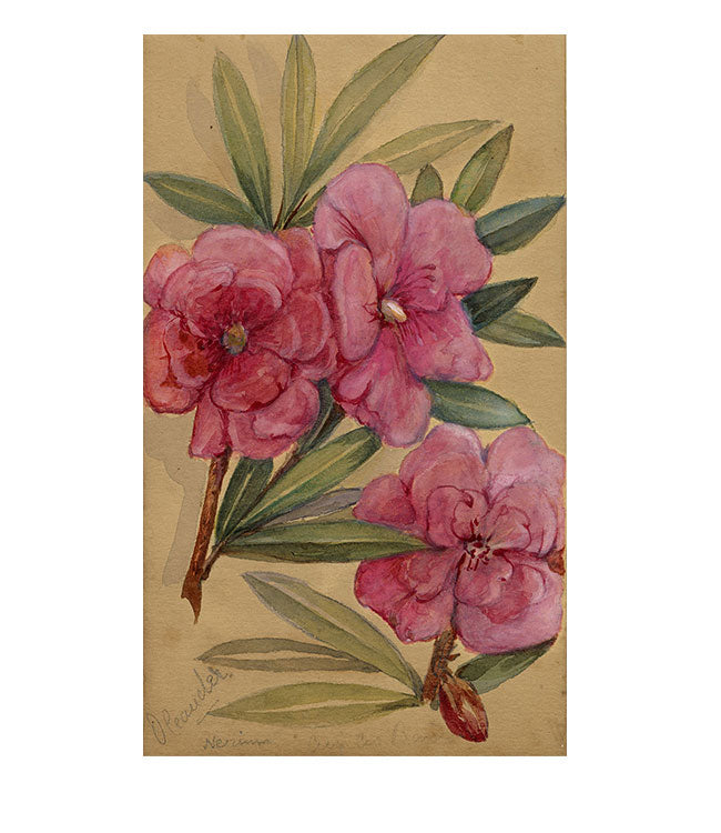 Nerium Oleander Flower, Aix-les-Bains, France – 1882 watercolour painting