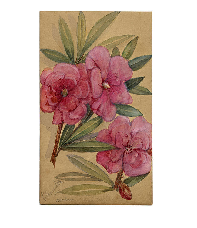 Fiore di Nerium Oleander, Aix-les-Bains, Francia – acquerello del 1882