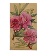 Nerium Oleander Flower, Aix-les-Bains, France – 1882 watercolour painting