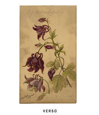 Nerium Oleander Flower, Aix-les-Bains, France – 1882 watercolour painting