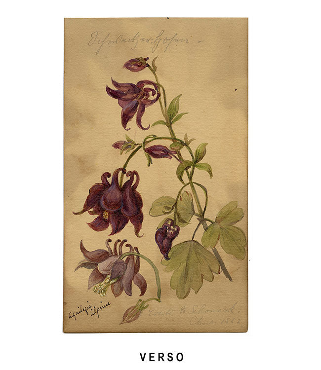 Nerium Oleander Flower, Aix-les-Bains, France – 1882 watercolour painting