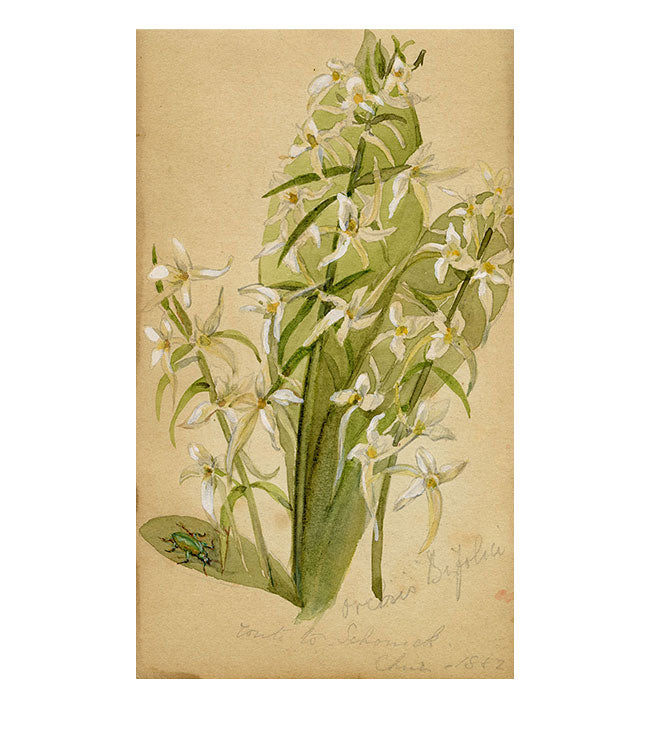 Orchis Bifolia Flower & Beetle, Schoneck, Switzerland –1882 watercolour painting
