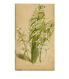 Flor y escarabajo de Orchis Bifolia, Schoneck, Suiza – Acuarela de 1882