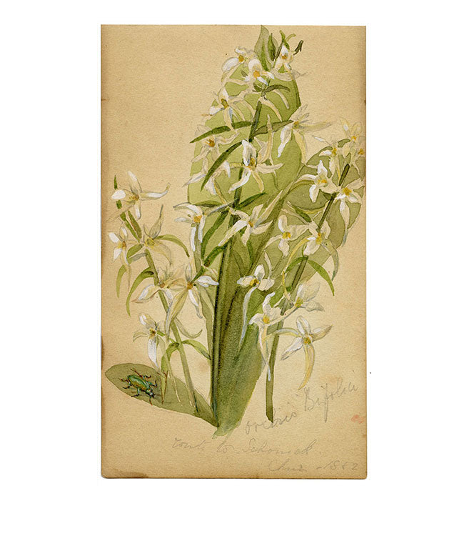 Fiore e coleottero di Orchis Bifolia, Schoneck, Svizzera – acquerello del 1882