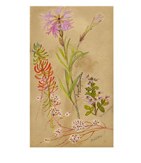 Fringe Pink, Dodder & Euphrasia Swiss Wildflowers – 1881 watercolour painting