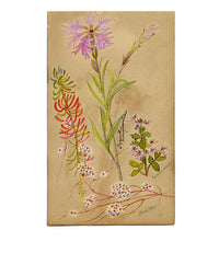 Fringe Pink, Dodder & Euphrasia Swiss Wildflowers – 1881 watercolour painting