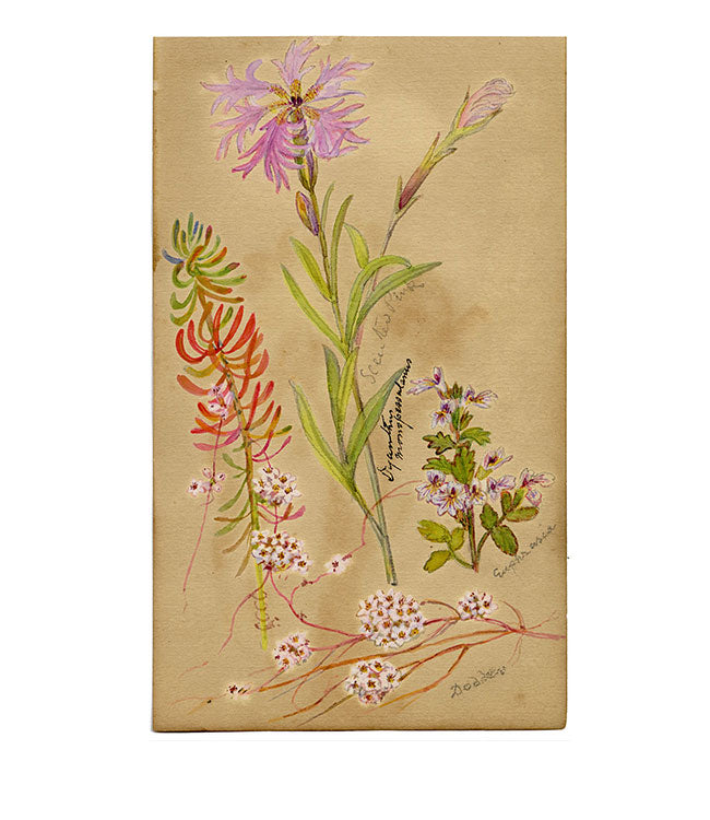 Fringe Pink, Dodder & Euphrasia Swiss Wildflowers – 1881 watercolour painting