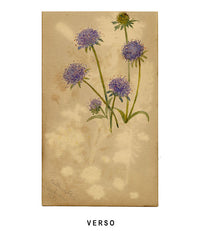 Fringe Pink, Dodder & Euphrasia Swiss Wildflowers – 1881 watercolour painting