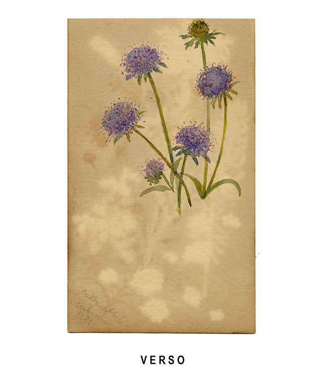 Fringe Pink, Dodder & Euphrasia Swiss Wildflowers – 1881 watercolour painting