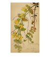 Creeping Jenny Flower, Lucerne, Switzerland – c.1880 watercolour painting