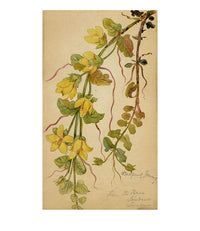 Creeping Jenny Flower, Lucerne, Switzerland – c.1880 watercolour painting