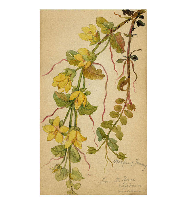 Creeping Jenny Flower, Lucerne, Switzerland – c.1880 watercolour painting