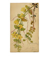 Creeping Jenny Flower, Lucerne, Switzerland – c.1880 watercolour painting
