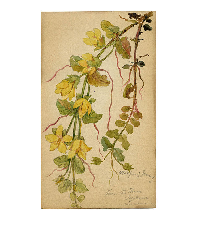 Creeping Jenny Flower, Lucerne, Switzerland – c.1880 watercolour painting