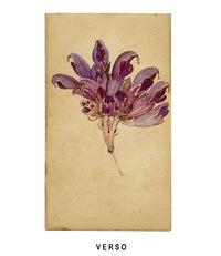 Creeping Jenny Flower, Lucerne, Switzerland – c.1880 watercolour painting