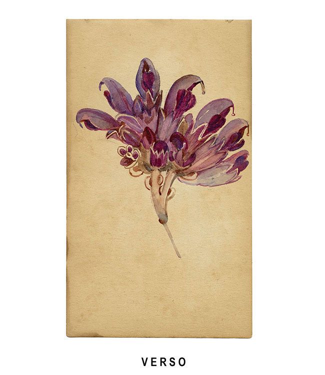 Creeping Jenny Flower, Lucerne, Switzerland – c.1880 watercolour painting