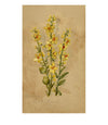 Yellow Mullein Flower, Aix-les-Bains, Alpine France – 1881 watercolour painting