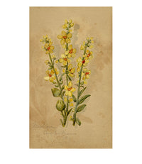 Yellow Mullein Flower, Aix-les-Bains, Alpine France – 1881 watercolour painting