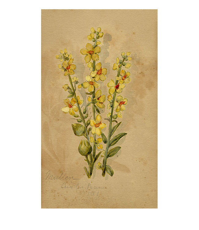 Yellow Mullein Flower, Aix-les-Bains, Alpine France – 1881 watercolour painting