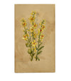Yellow Mullein Flower, Aix-les-Bains, Alpine France – 1881 watercolour painting