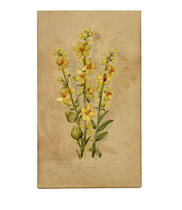 Yellow Mullein Flower, Aix-les-Bains, Alpine France – 1881 watercolour painting