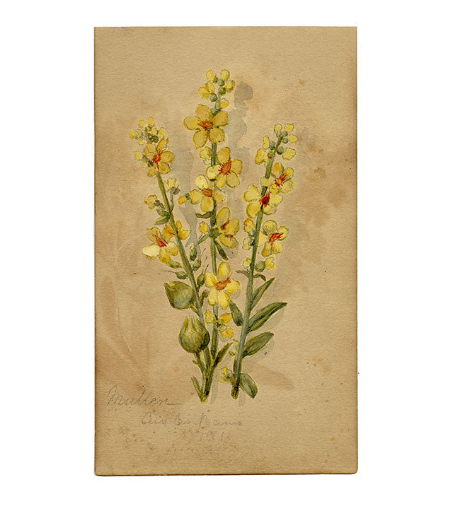 Yellow Mullein Flower, Aix-les-Bains, Alpine France – 1881 watercolour painting