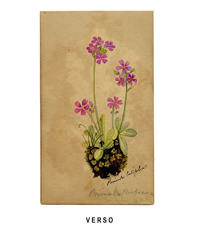 Yellow Mullein Flower, Aix-les-Bains, Alpine France – 1881 watercolour painting