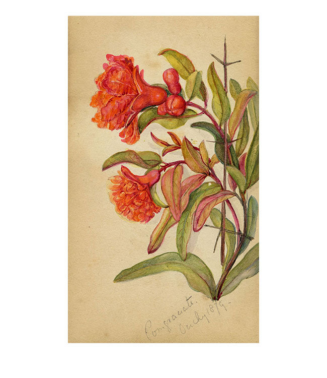 Pomegranate Flower, Ouchy, Switzerland – 1879 watercolour painting