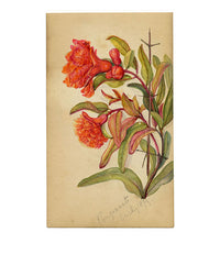 Pomegranate Flower, Ouchy, Switzerland – 1879 watercolour painting