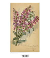 Pomegranate Flower, Ouchy, Switzerland – 1879 watercolour painting