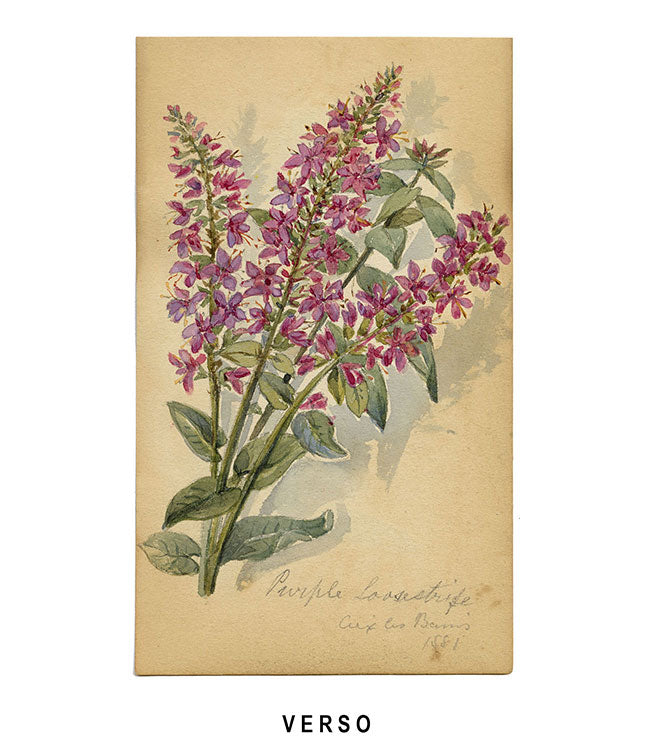 Pomegranate Flower, Ouchy, Switzerland – 1879 watercolour painting