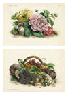 Le Maitre de Dessin: Fruit & Flowers – Pair of late 19th-century lithographs