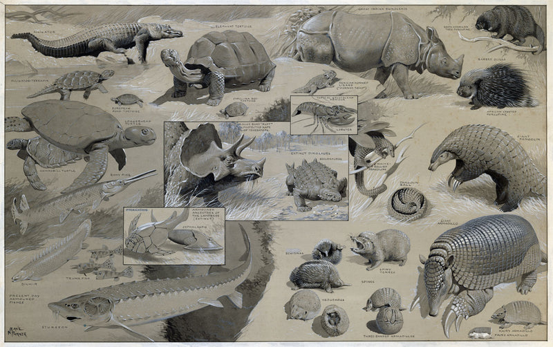 William Neave Parker, Animal Protection: Tortoise,Rhino, Armadillo–1957 painting