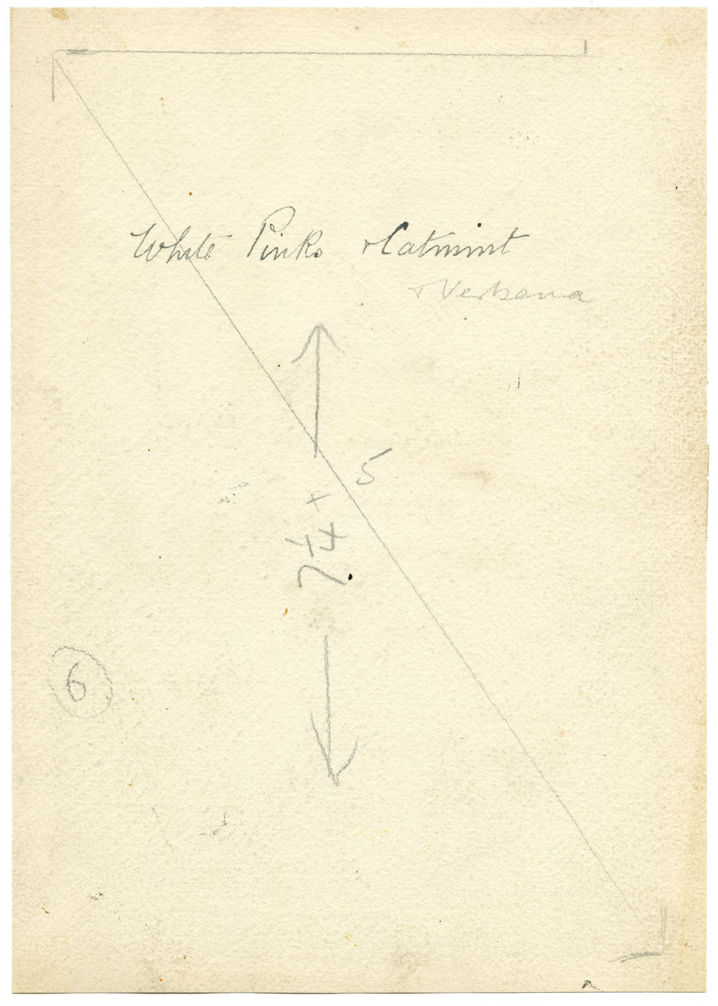 Annie L. Pressland, Fiori di nepeta e verbena – acquerello degli anni '20 circa