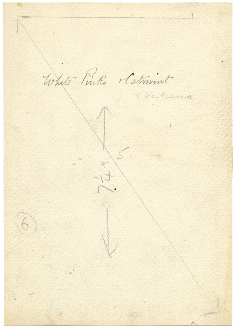Annie L. Pressland, Fiori di nepeta e verbena – acquerello degli anni '20 circa