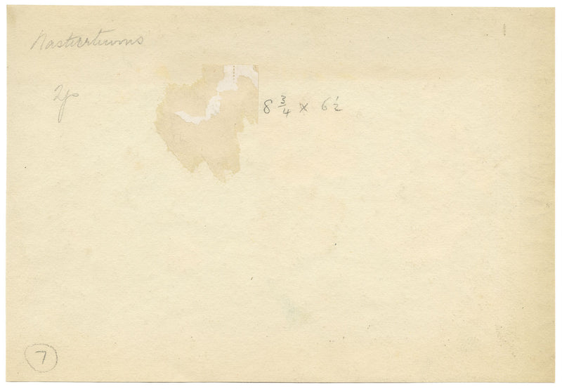 Annie L. Pressland, Nasturtium Flowers in a Bowl – c.1920s watercolour painting