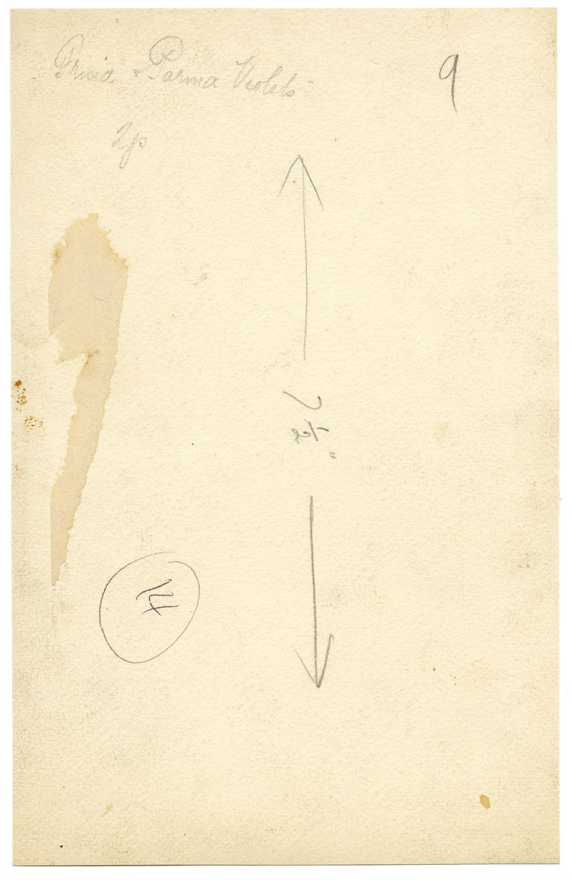 Annie L. Pressland, Freesia & Parma Violet Flowers –c.1920s watercolour painting