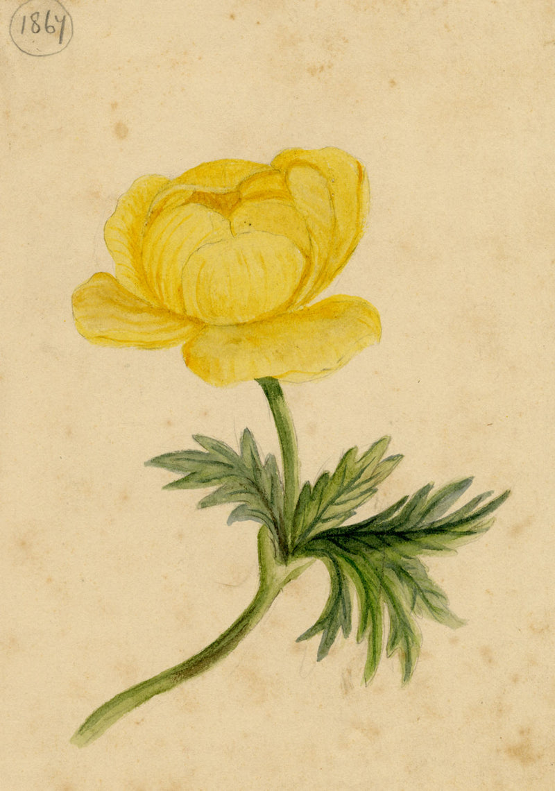Yellow Globeflower (Trollius europaeus) – Original 1867 watercolour painting