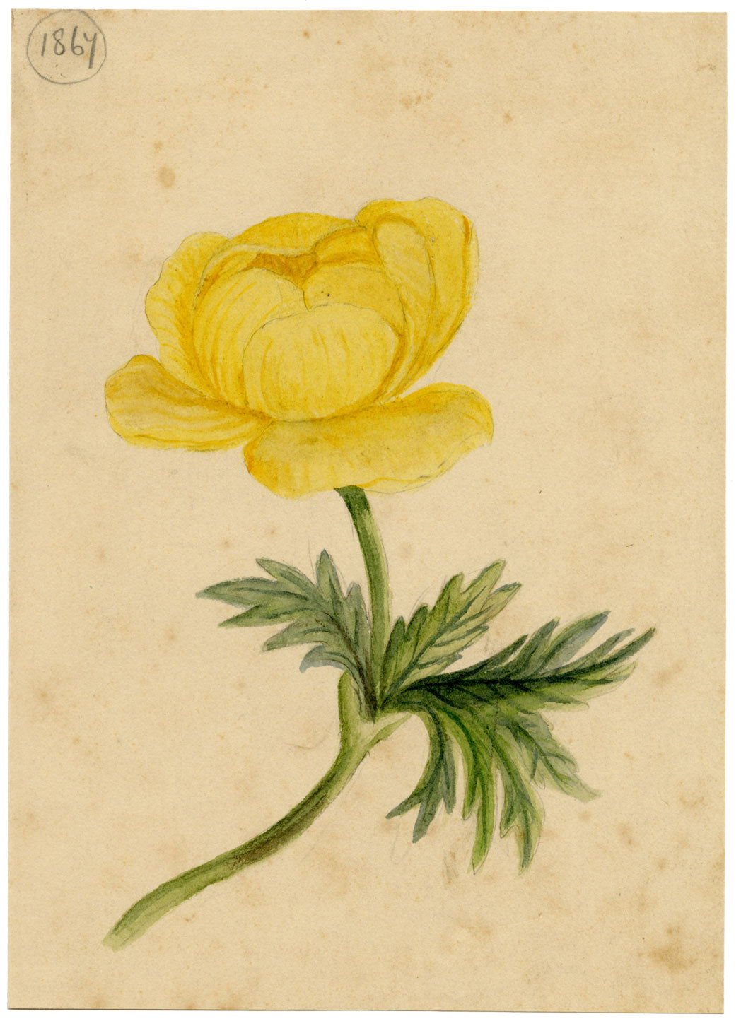 Yellow Globeflower (Trollius europaeus) – Original 1867 watercolour painting