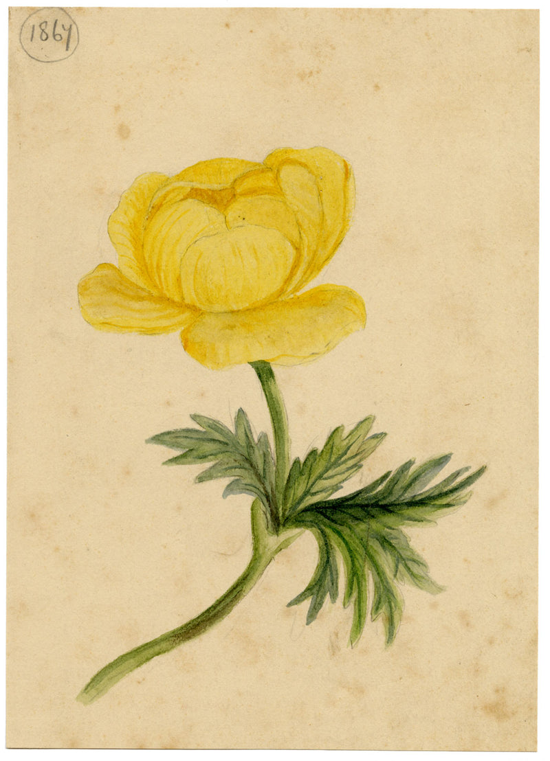 Yellow Globeflower (Trollius europaeus) – Original 1867 watercolour painting