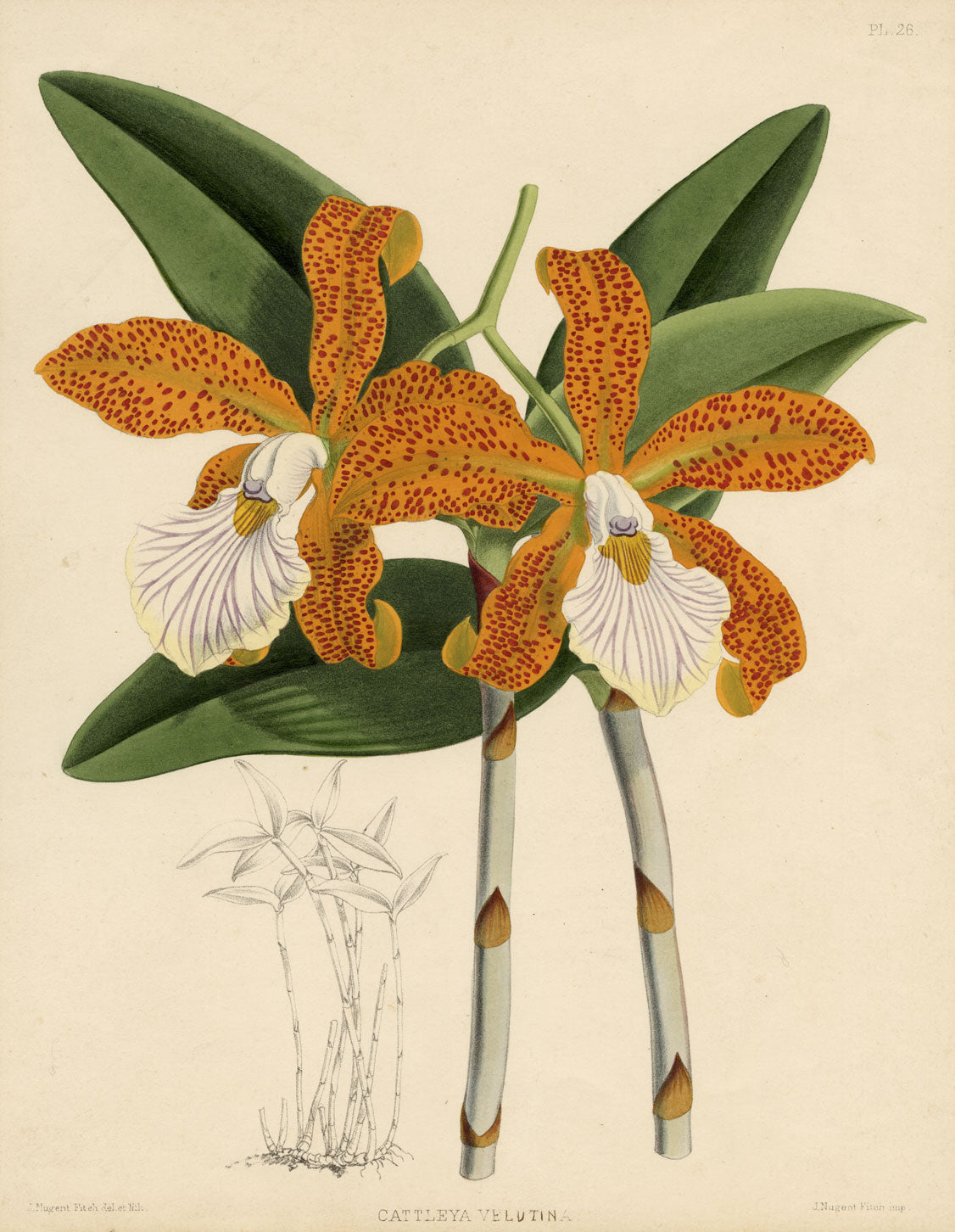 John Nugent Fitch, Orchid Cattleya Velutina – c.1880s hand-coloured lithograph