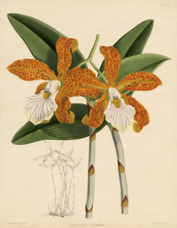 John Nugent Fitch, Orchid Cattleya Velutina – c.1880s hand-coloured lithograph