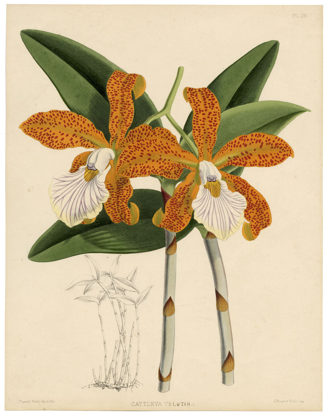John Nugent Fitch, Orchidea Cattleya Velutina – litografia colorata a mano del 1880 circa