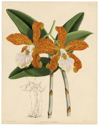 John Nugent Fitch, Orchid Cattleya Velutina – c.1880s hand-coloured lithograph