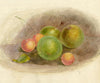 Still Life with Crab Apples & Cherries – mid-19th-century watercolour painting