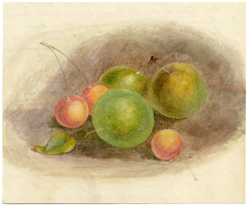 Natura morta con mele selvatiche e ciliegie – dipinto ad acquerello della metà del XIX secolo