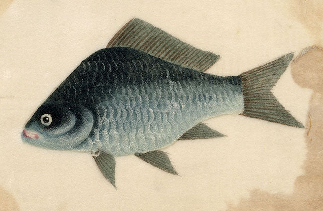 Antique 19th-century Chinese Pith Painting – Chinese Carp Fish