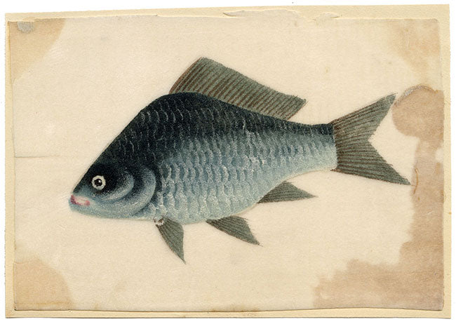 Antica pittura cinese del XIX secolo – Carpa cinese